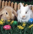 easter bunnies easter bunnies